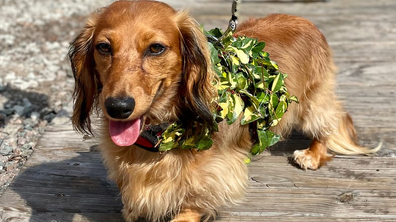 Dog Wearing Plant Costume