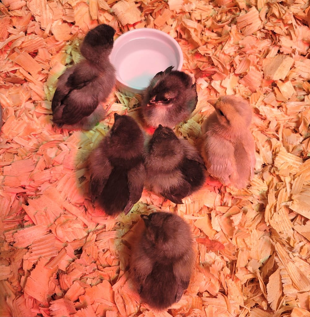 Baby Chicks with Water Bowl