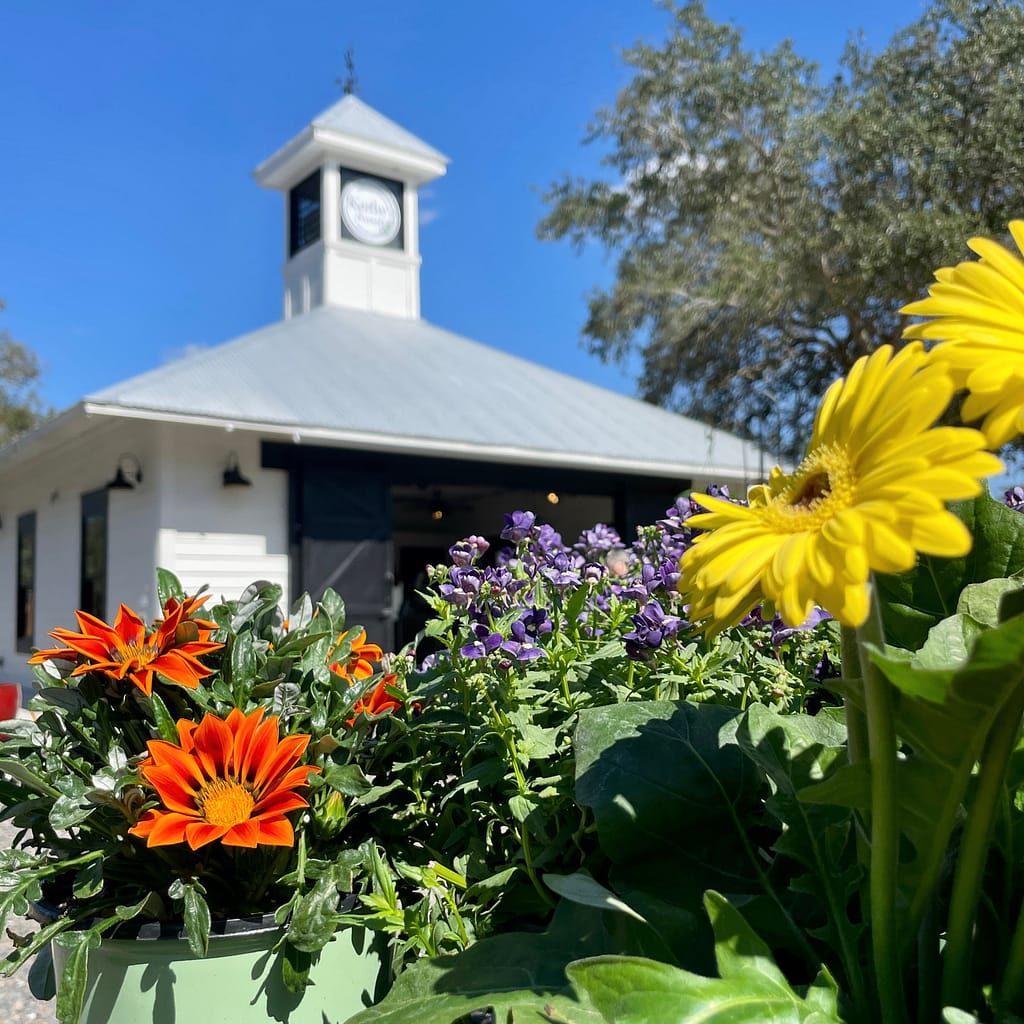 Daisies and Other Flowers in front of Kerby's Nursery Farmhouse