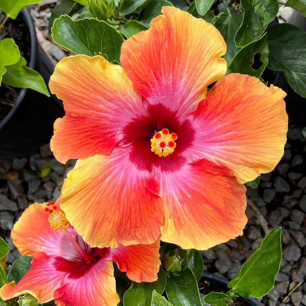 Hibiscus, tropical plant