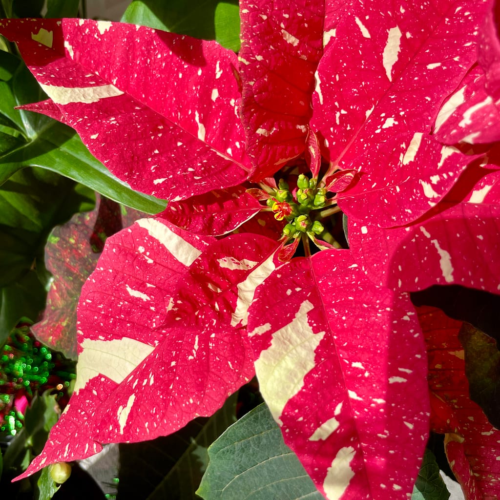 Poinsettia Plant