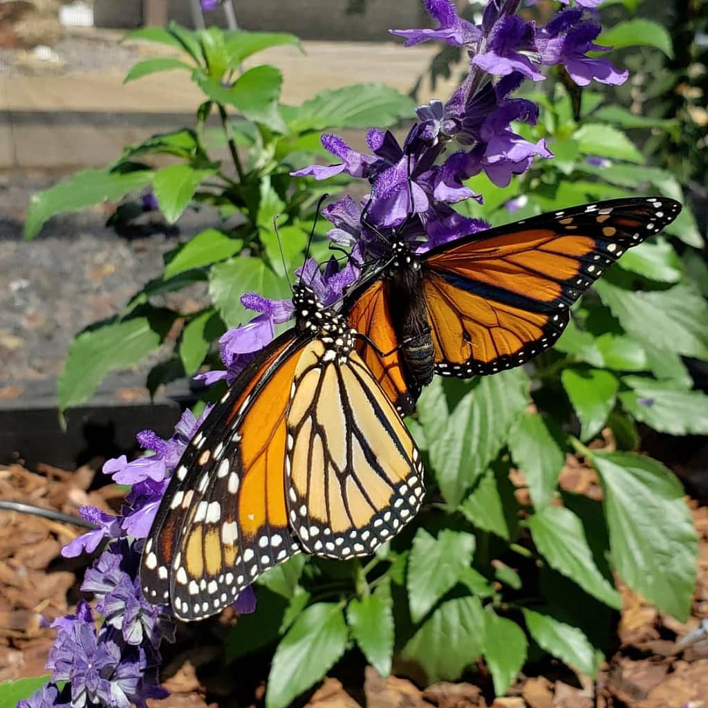 Two Monarch Butterflies on Salvia Flowers