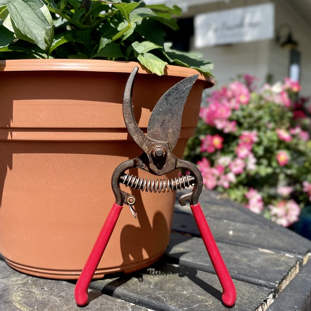 Pruners Leaning Against a Potted Plant