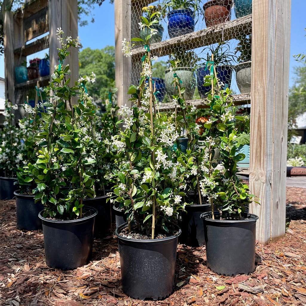 Star Vining Jasmine Plants, flowering vine