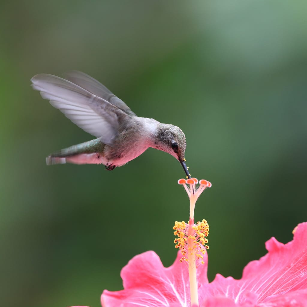 Hummingbird Getting Nectar from Pink Hibiscus Bloom