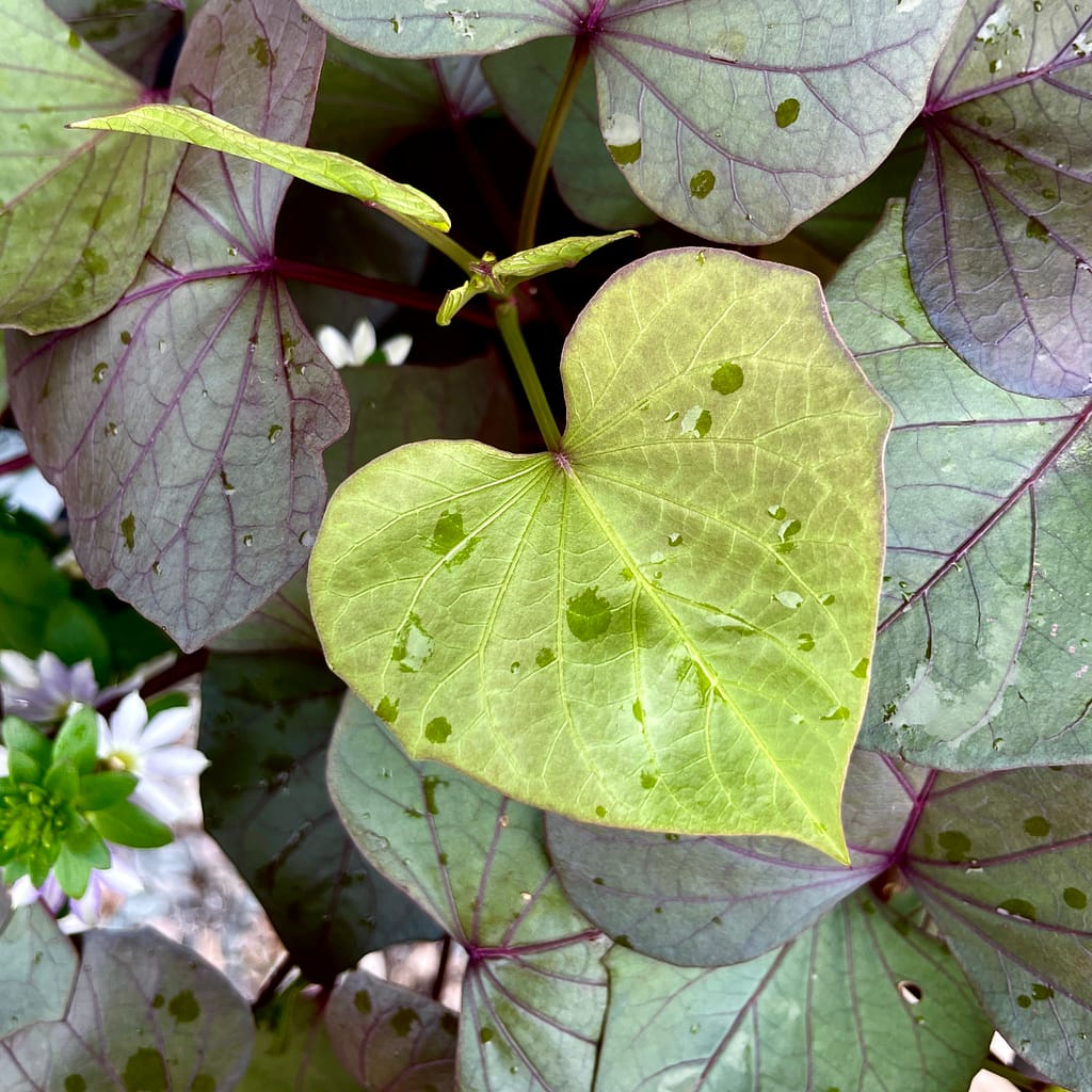 Treasure Island Kaukura Sweet Potato Vine