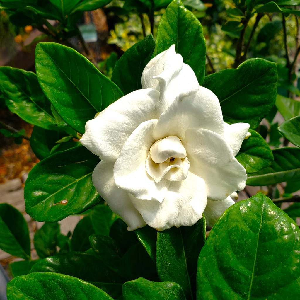 Miami Supreme Gardenia