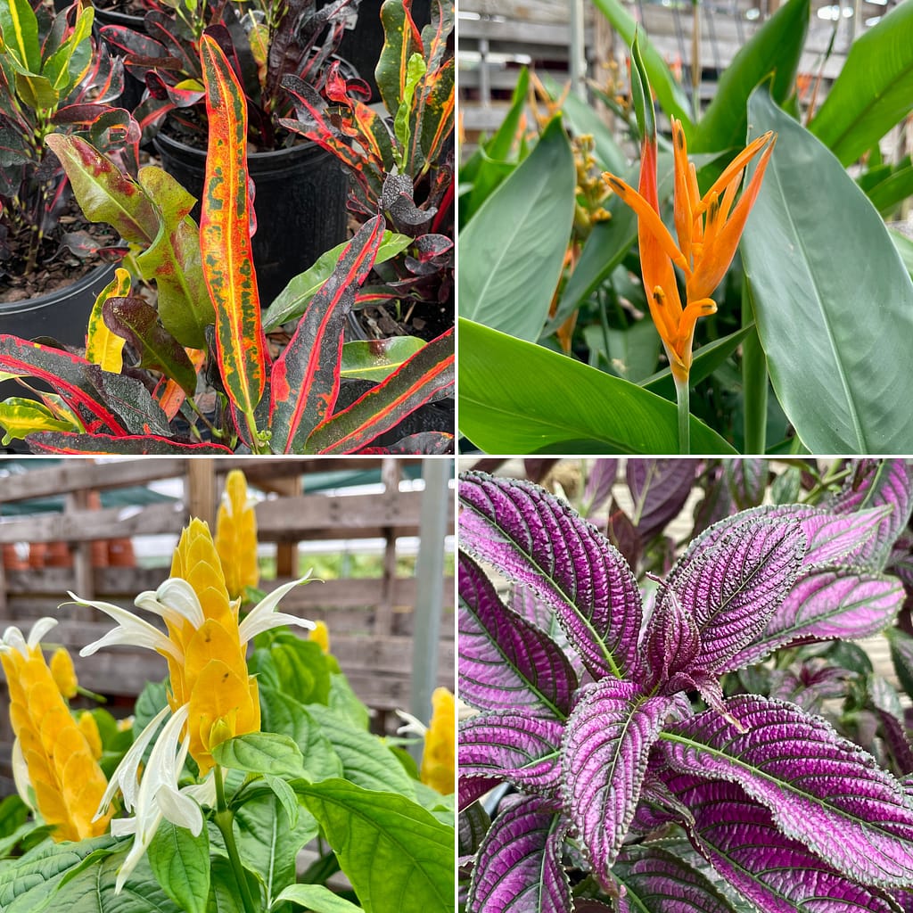 Croton, Heliconia, Shrimp Plant, Persian Shield (plants)