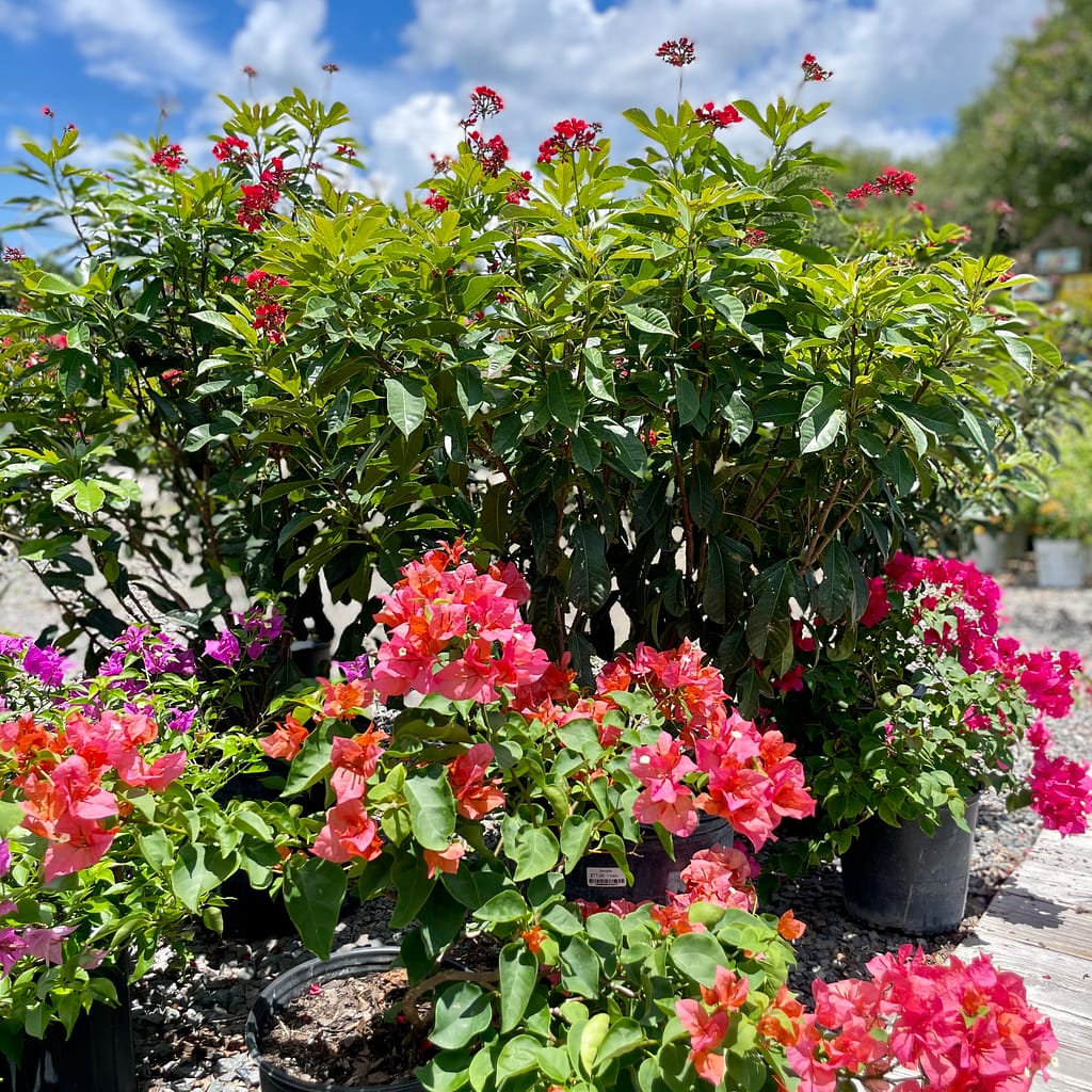 Jatropha and Bougainvillea Plants