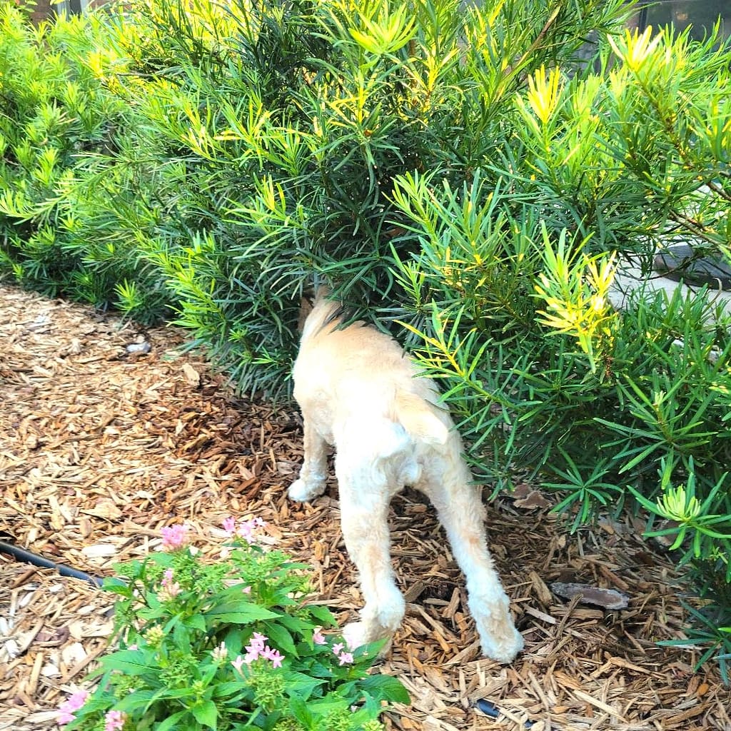 Pearl the Dog Hiding Her Head in a Shrub