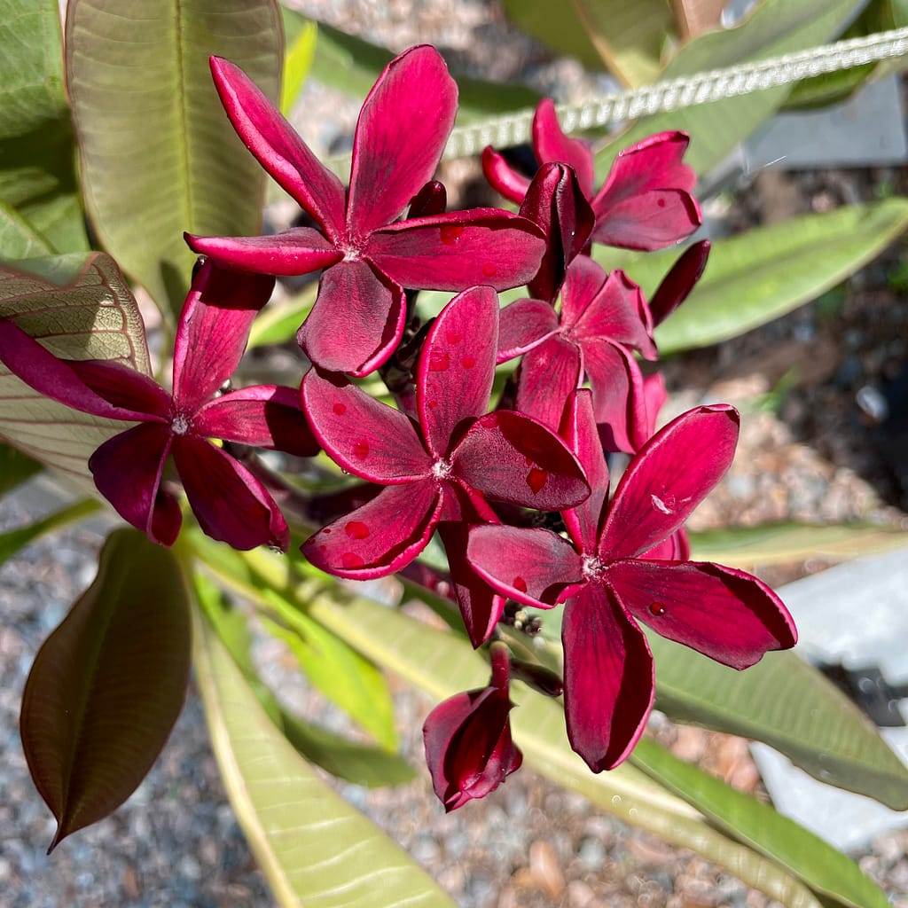 Plumeria Blooms, flowering tree