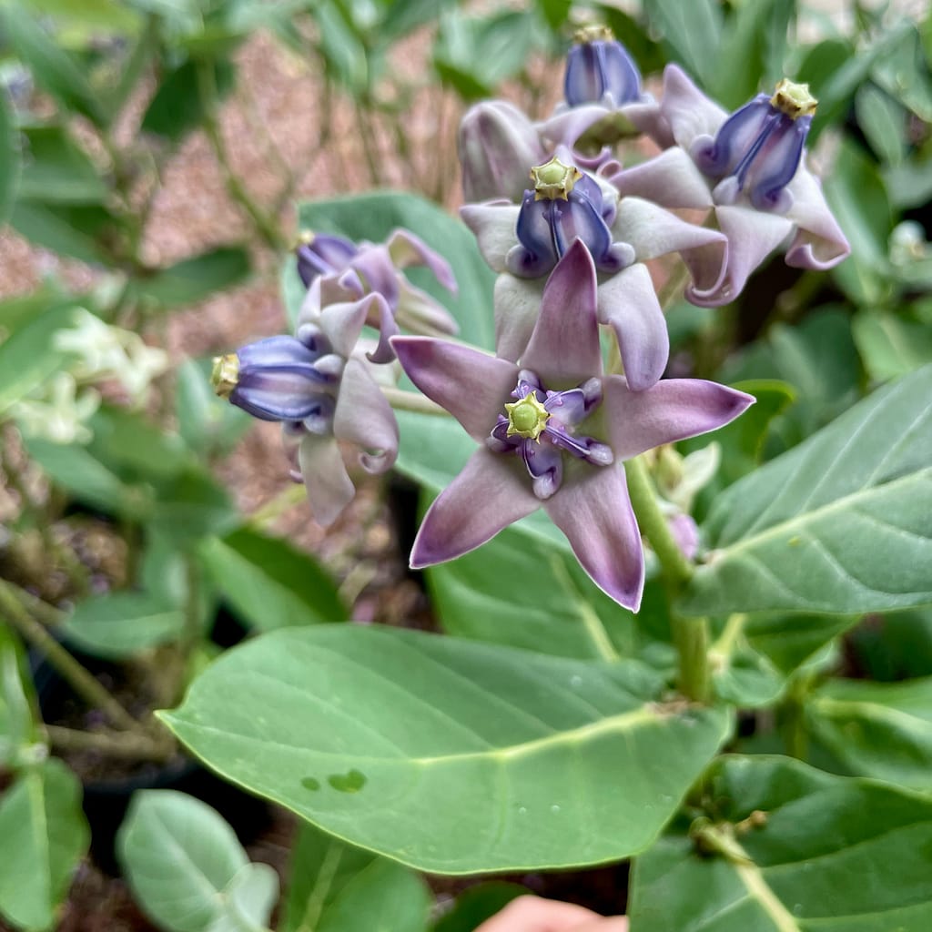 Giant Milkweed, flowering shrub