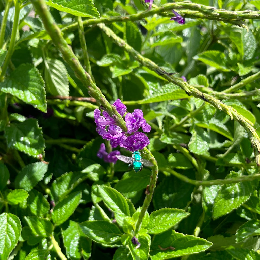 Giant Purple Porterweed Plant with Green Bee