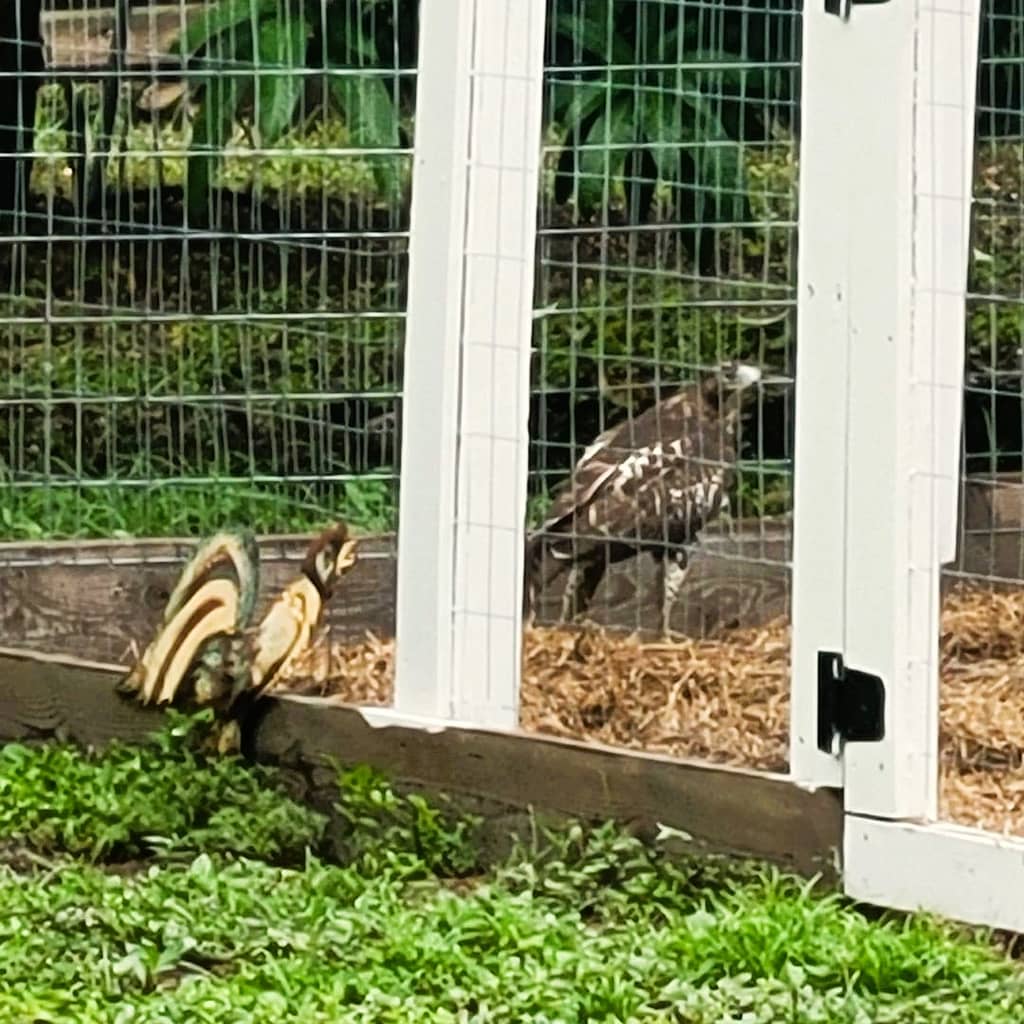 Hawk in the Henhouse with a Chicken