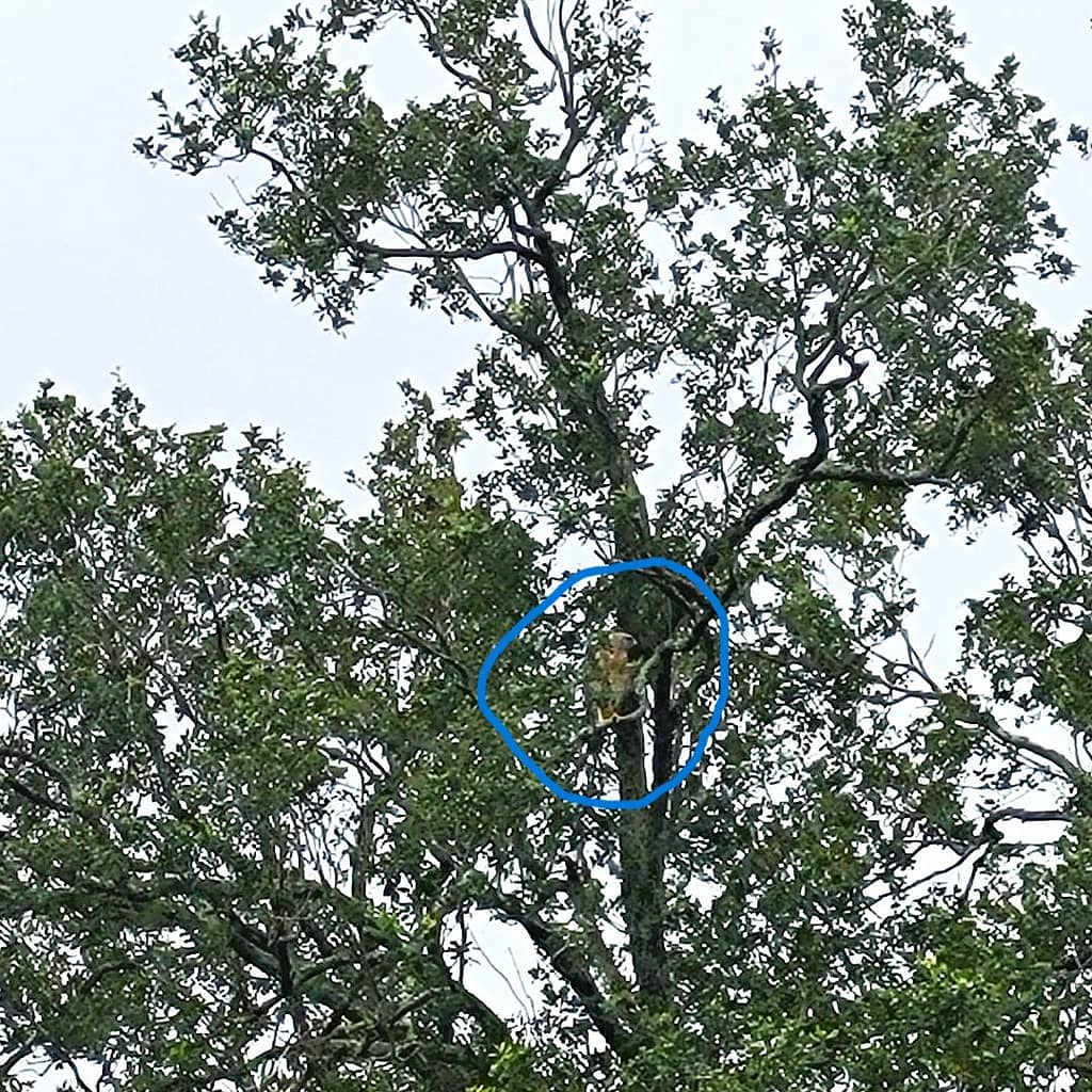 Hawk in a Tree