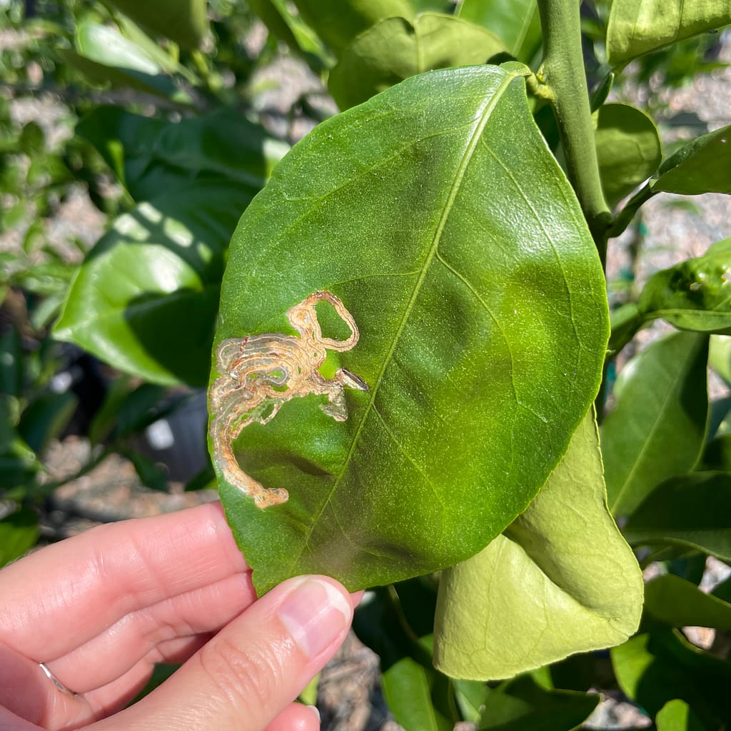 Citrus Leaf with Leaf Miners (Pests)