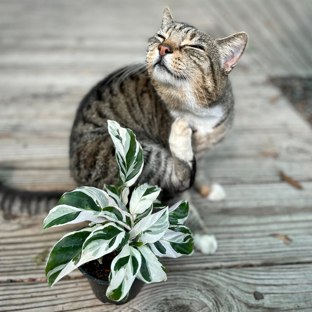 Precious with Calathea