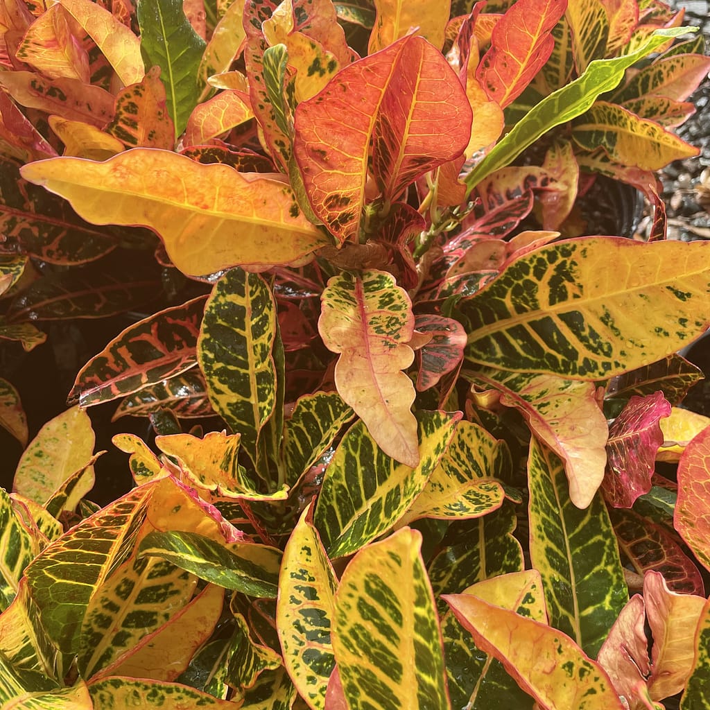 Croton Petra Plants, tropical shrubs