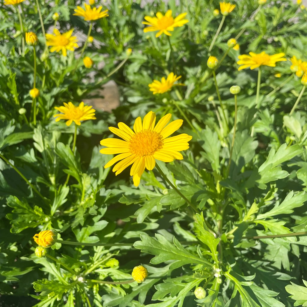 Bush Daisies, flowering plant