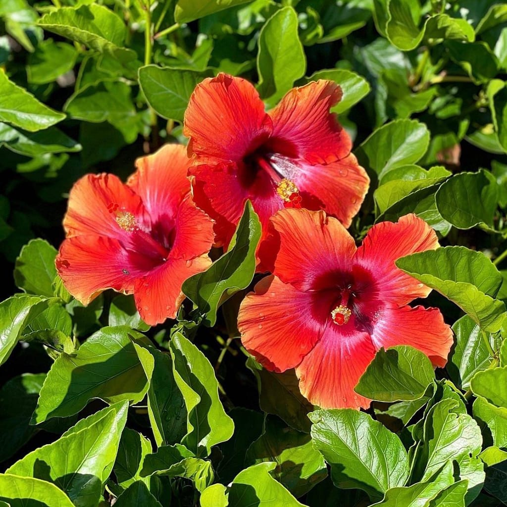 Hibiscus Blooms, flowering shrubs