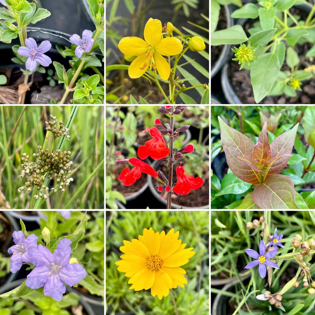 Native Plants at Kerby's Nursery
