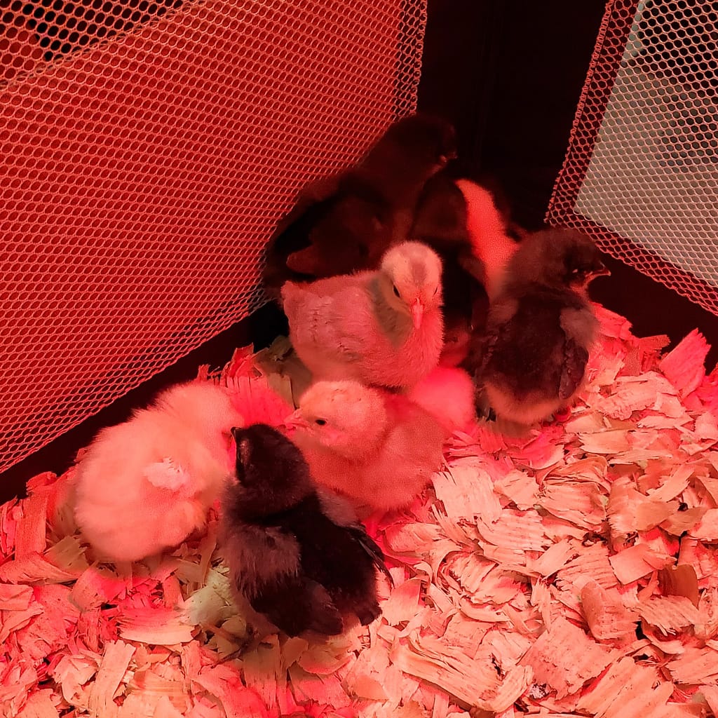 Baby Chicks