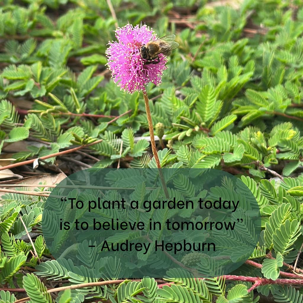 Sunshine Mimosa Flower with Bee and Audrey Hepburn Quote