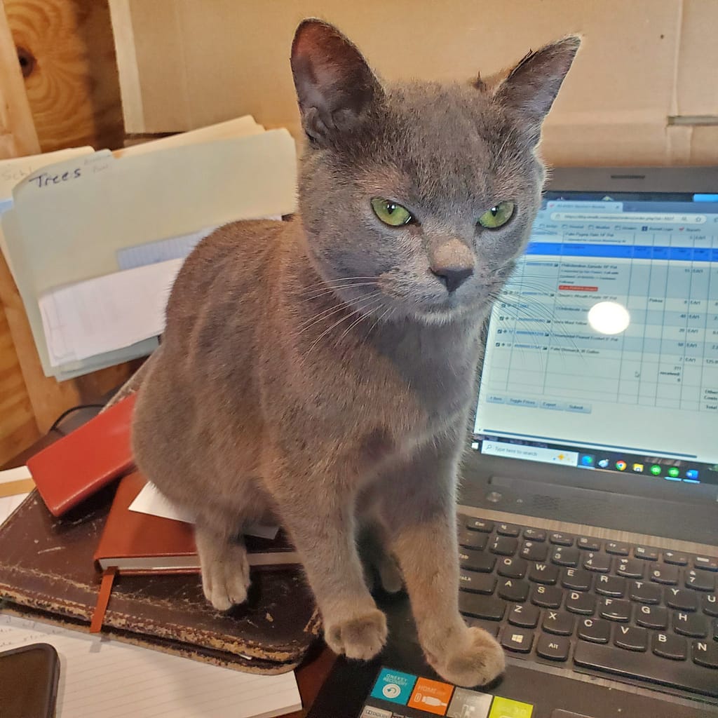 Pepper the Kitten on a Desk