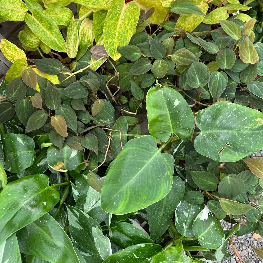 Assortment of Philodendron Plants