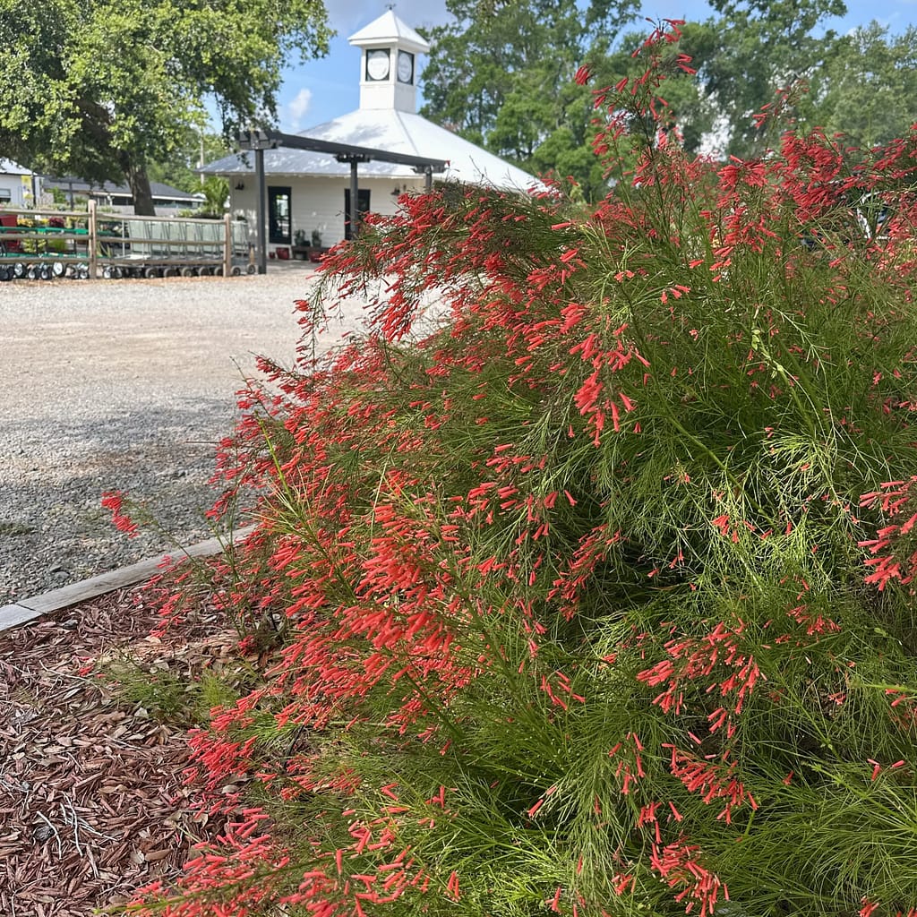 Firecracker Plant with Kerby's Nursery Farmhouse in the Background