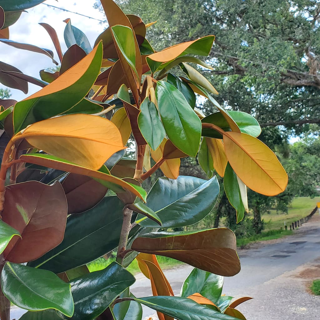 Magnolia Tree Leaves