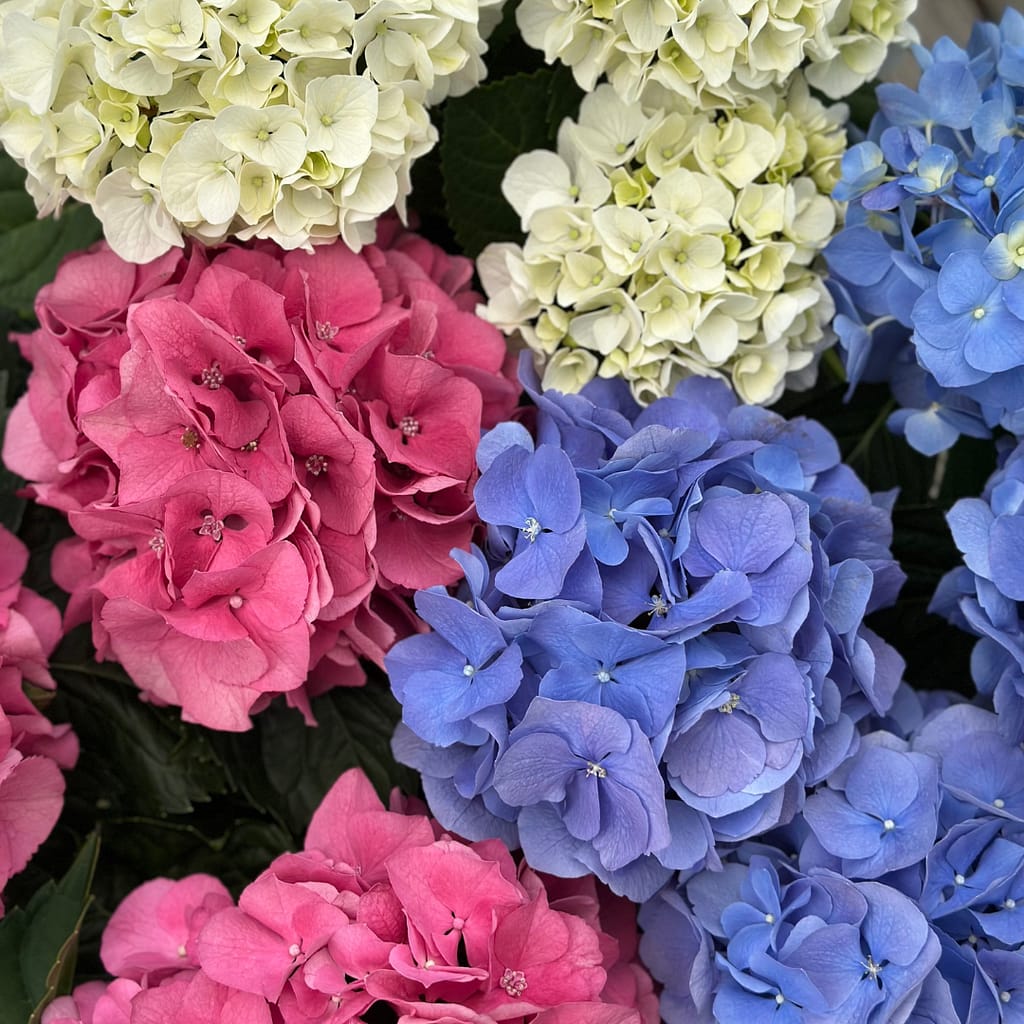 White, Pink and Blue Hydrangea Blooms