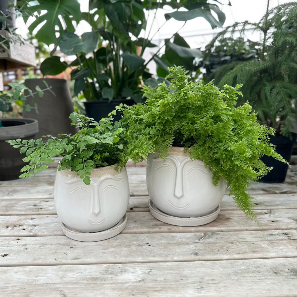 Ferns in Face Pots
