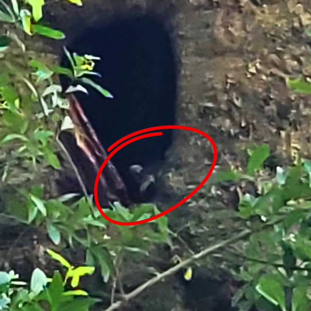 Raccoon Peeking Out of Hollow in Tree