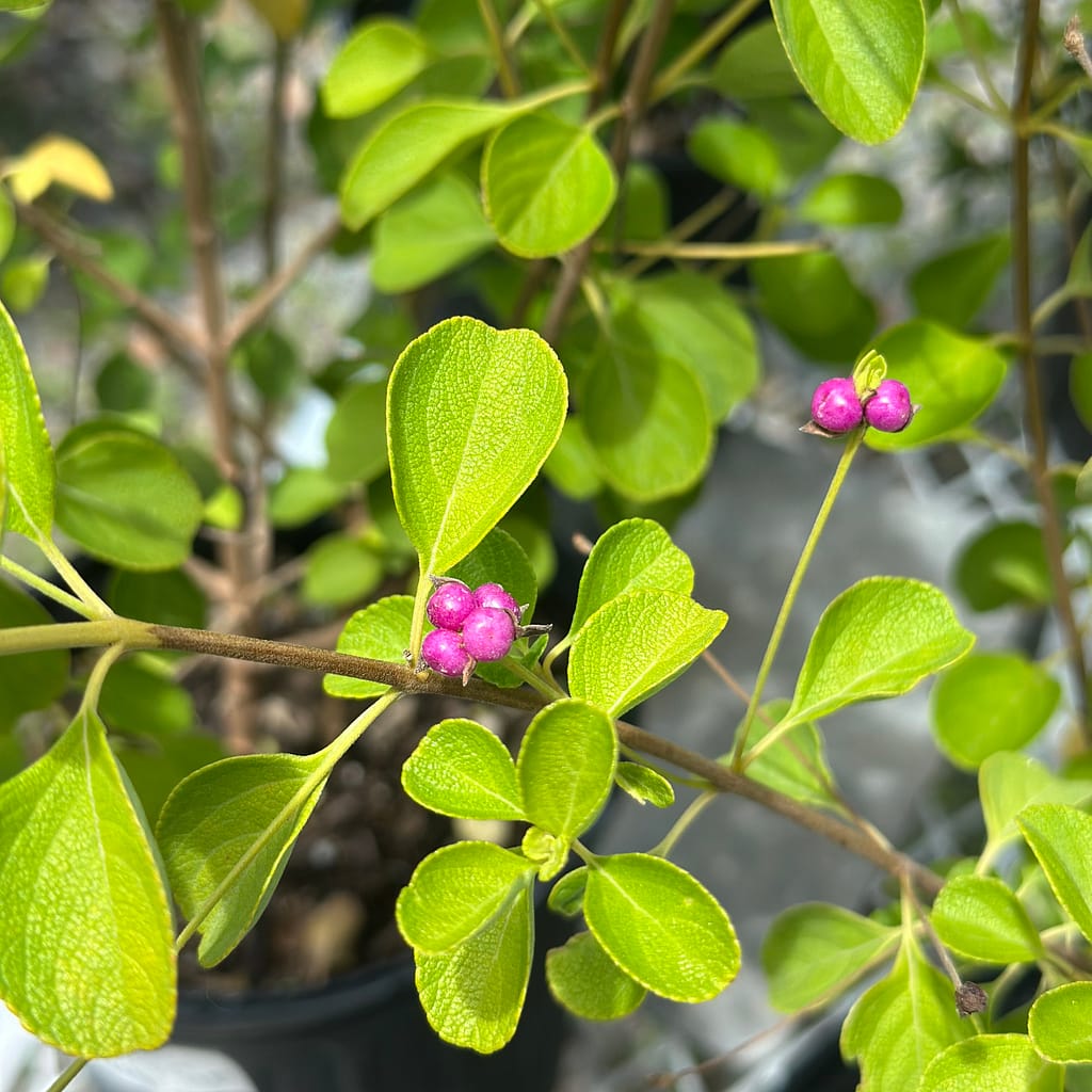 Beautyberry Plant, Florida native shrub