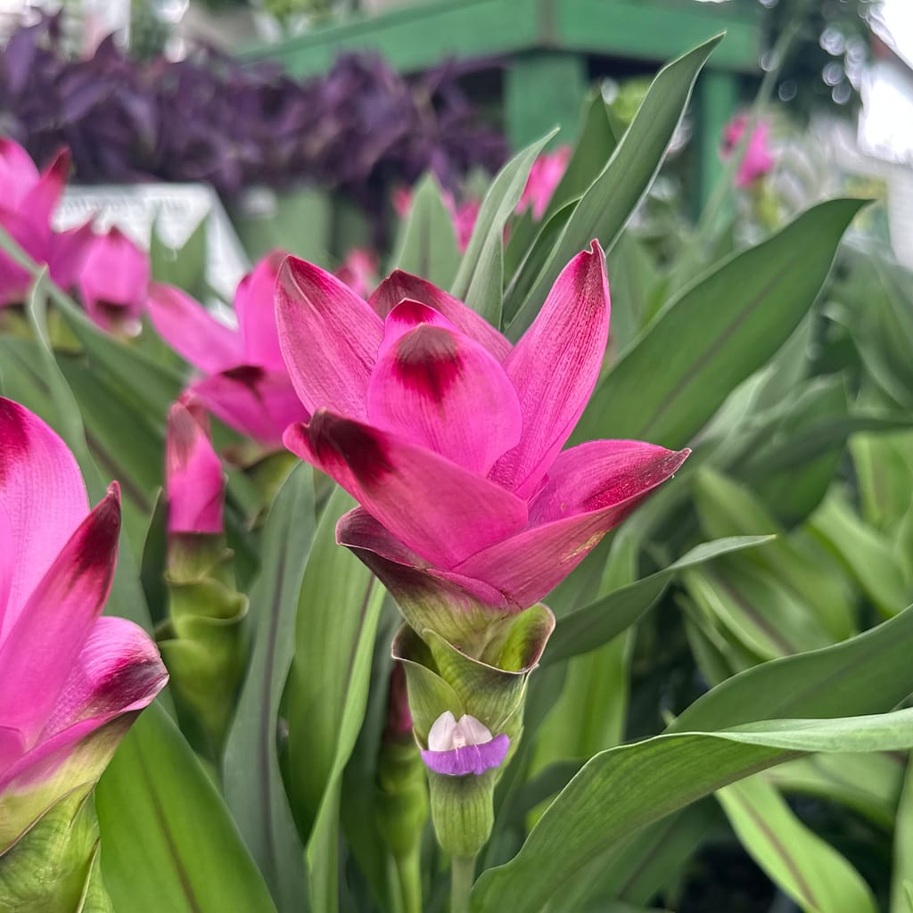 Curcuma Ginger Plants (Pinkish-Purple Flowers)