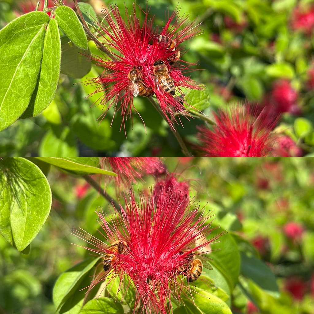 Bees on Dwarf Red Powderpuff Blooms, flowering shrub