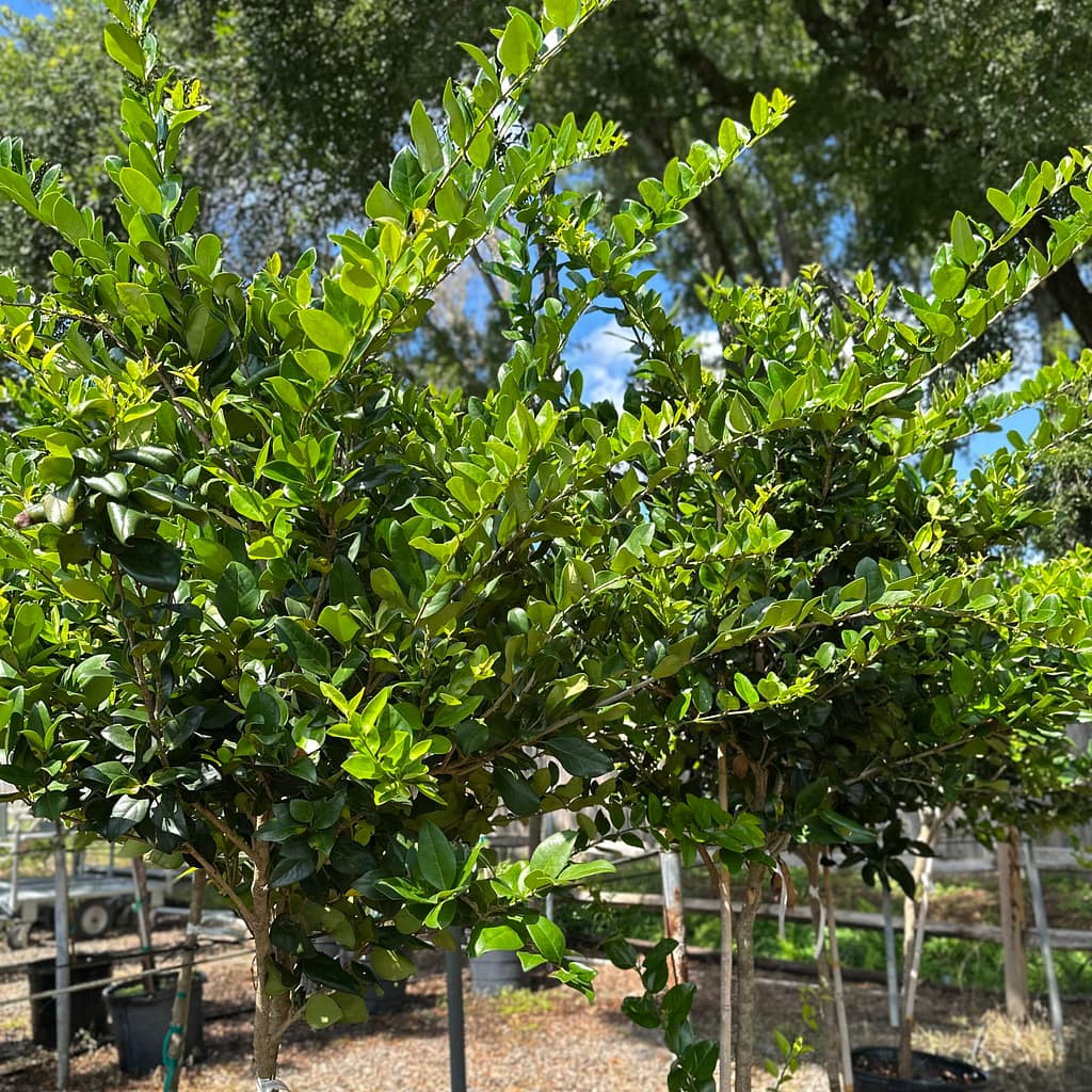Green Ligustrum Trees