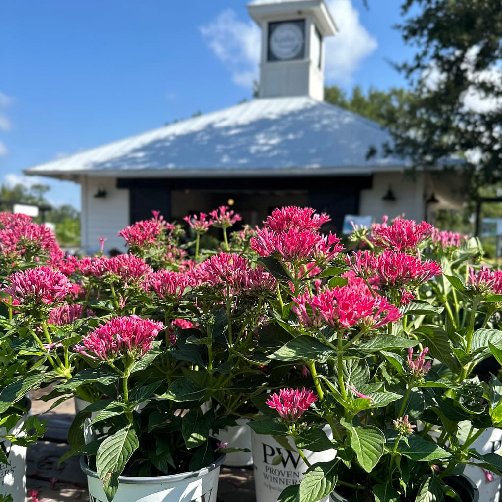 Sunstar Pentas by Proven Winners with Kerby's Nursery Cupula in Background