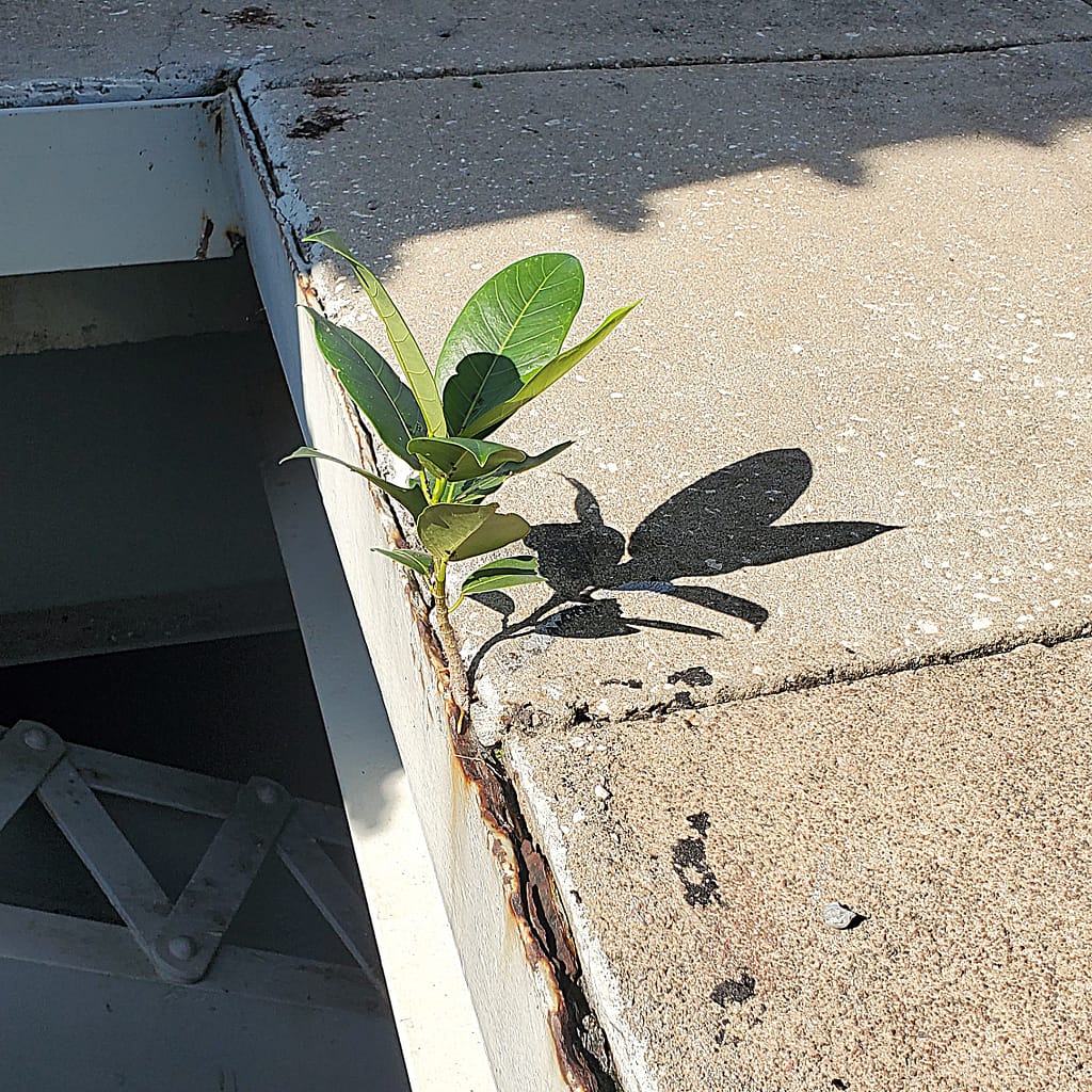 Tree Growing in a Crack on a Bridge