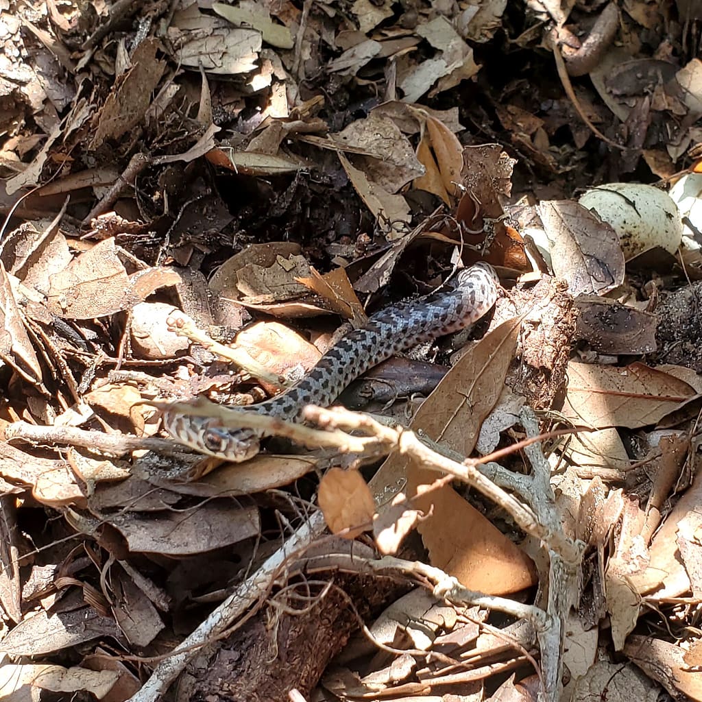 Baby Snake in Leaves