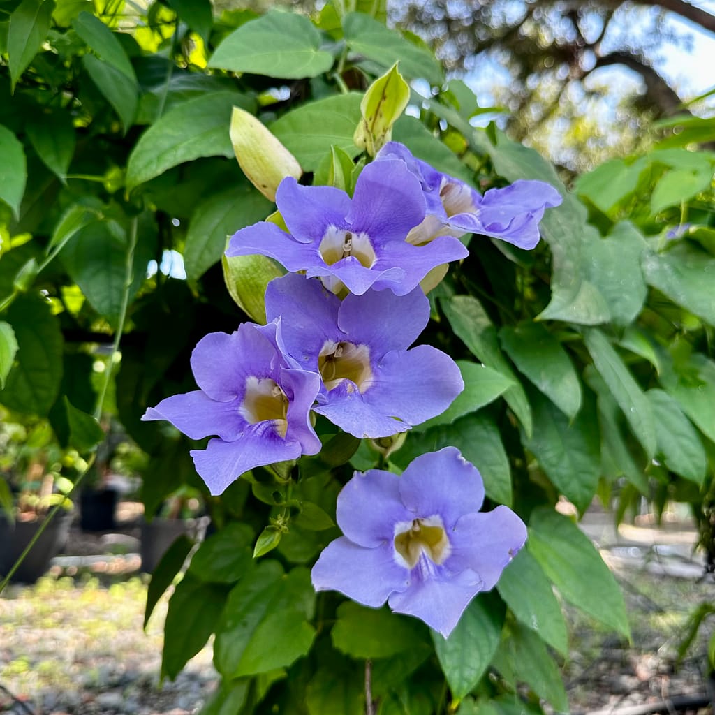 Blue Sky Vine Flowers on Vine with Green Leaves, flowering vine
