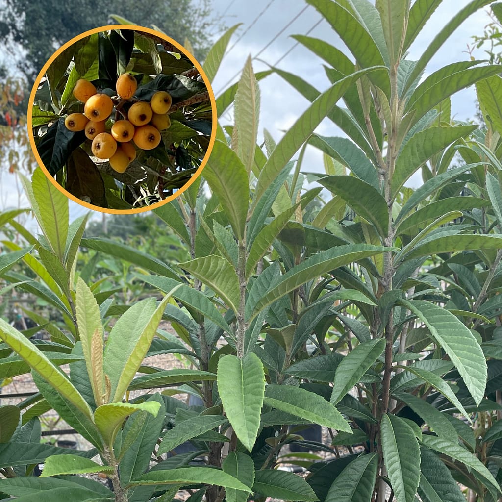 Young Loquat Trees with Loquat Fruit Inset, fruiting trees