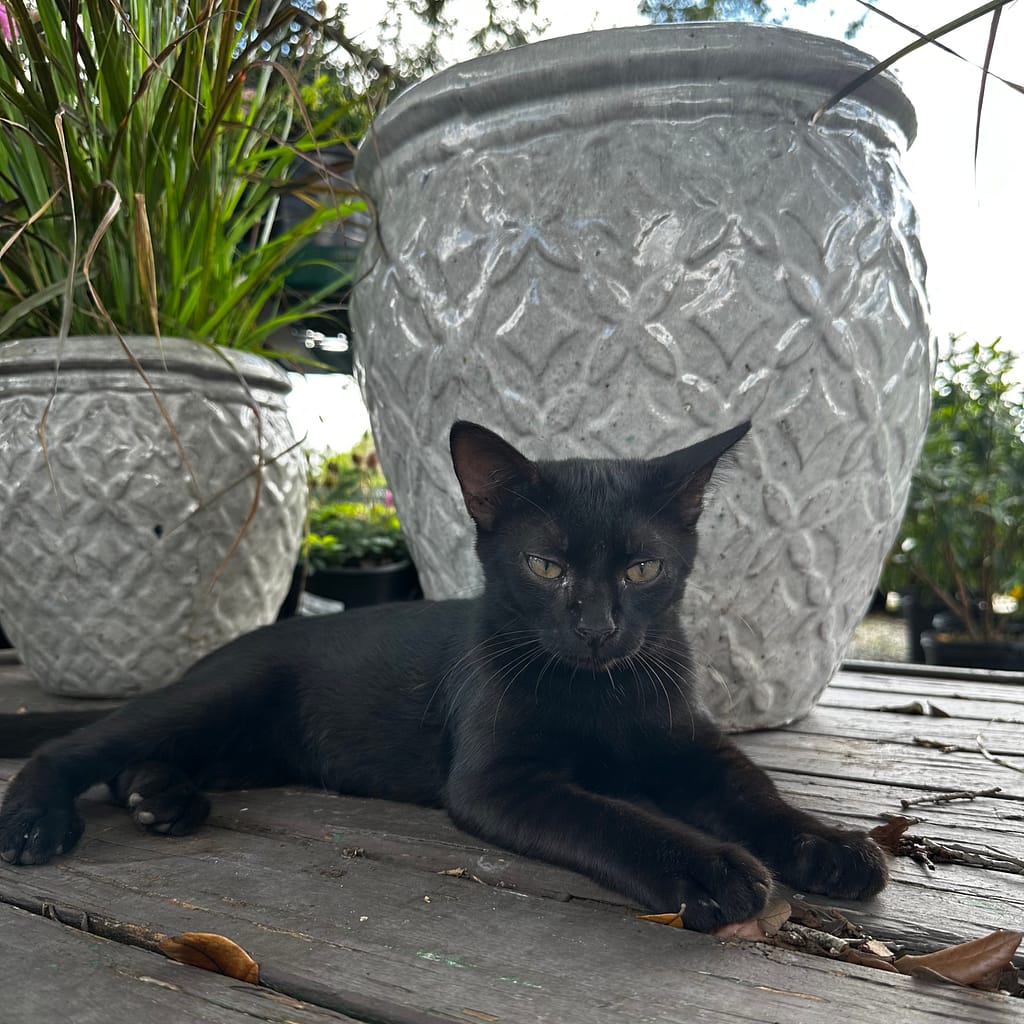 Black Kitten Laying in Front of Pottery