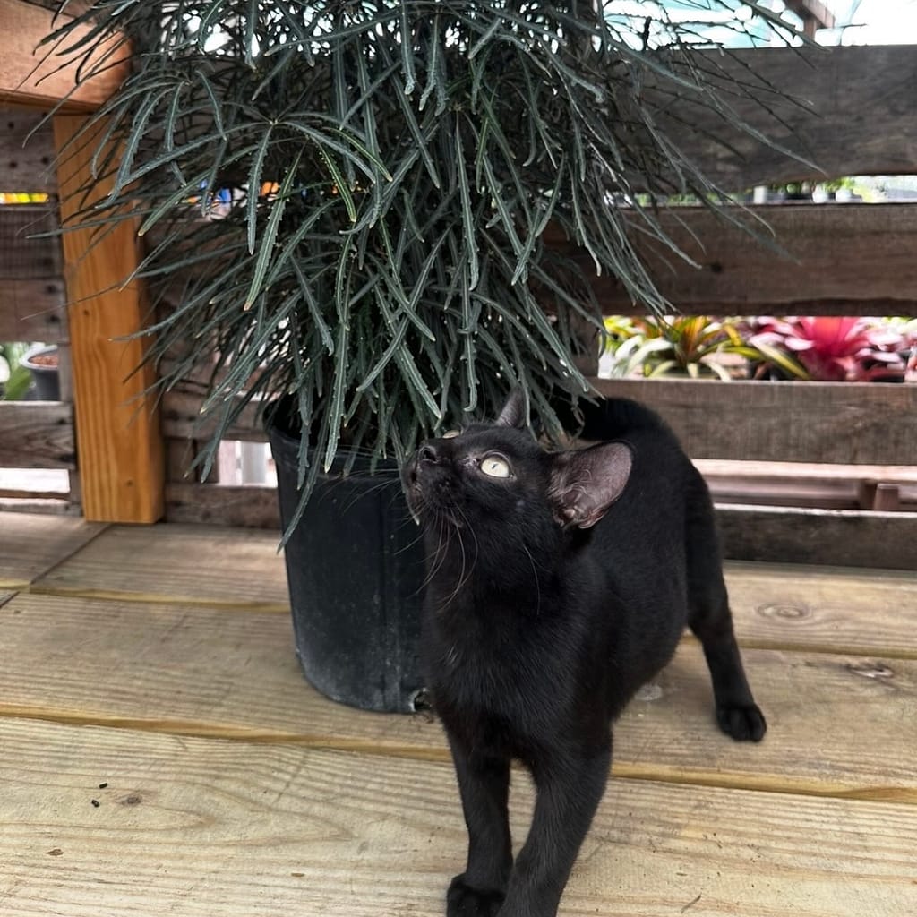 Black Kitten with False Aralia Plant