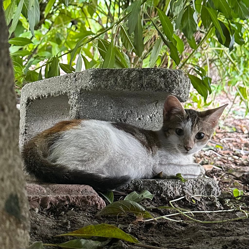 Kitten Laying Under Shrub