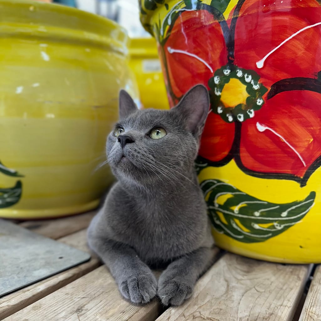 Gray Kitten Laying by Pottery