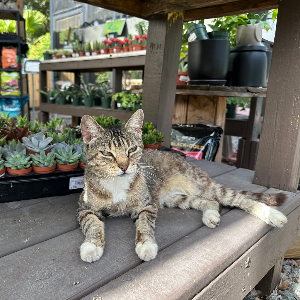 Cat Laying on a Shelf with Plants