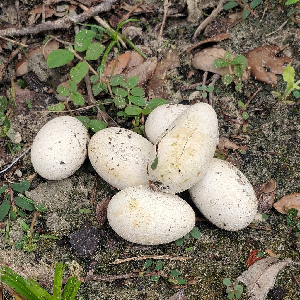 Snake Eggs on the Ground