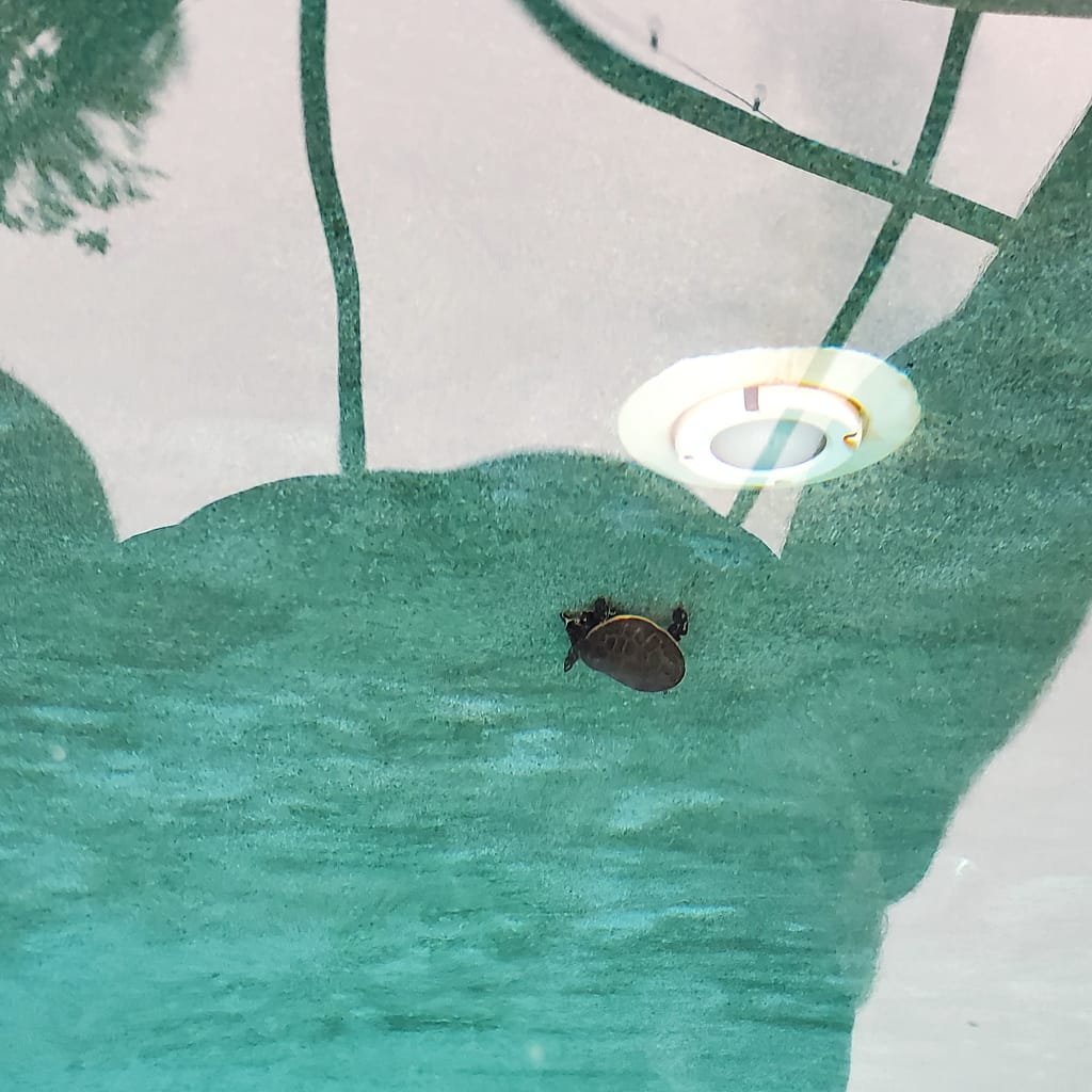 Turtle in a Swimming Pool